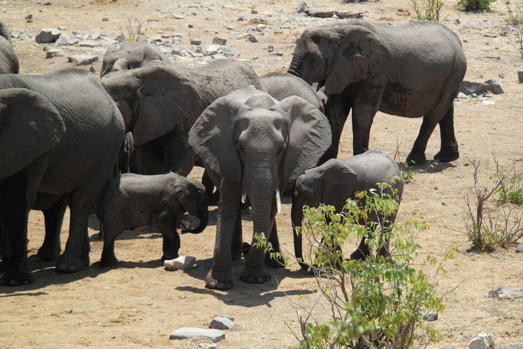 Elephants at a Watering Hole in Etosha National Park