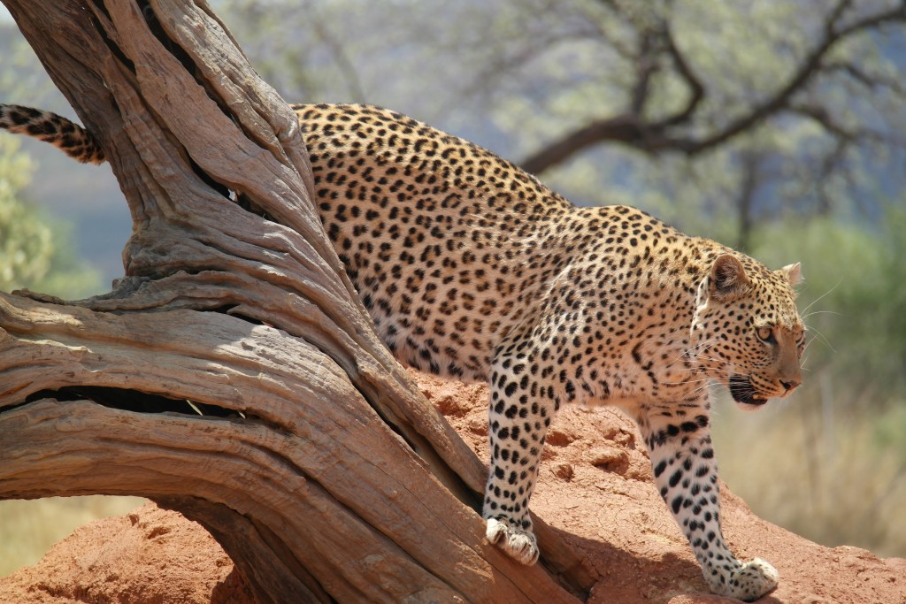 Leopard at Play at AfriCat